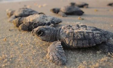 Velas Turtle Festival Tour from Mumbai | 2026 
