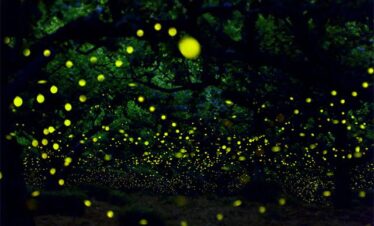 rajmachi firefly