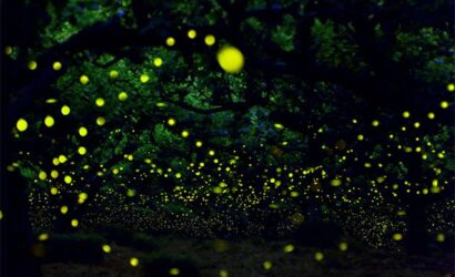 rajmachi firefly