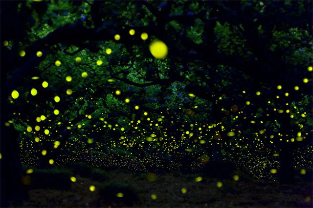 rajmachi firefly