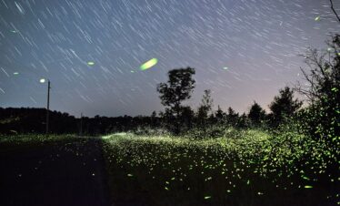 rajmachi fireflies