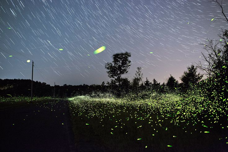 fireflies