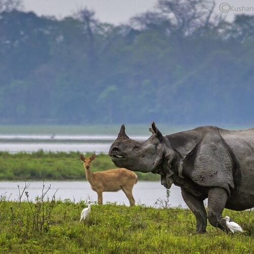 Meghalaya Assam SaveTours