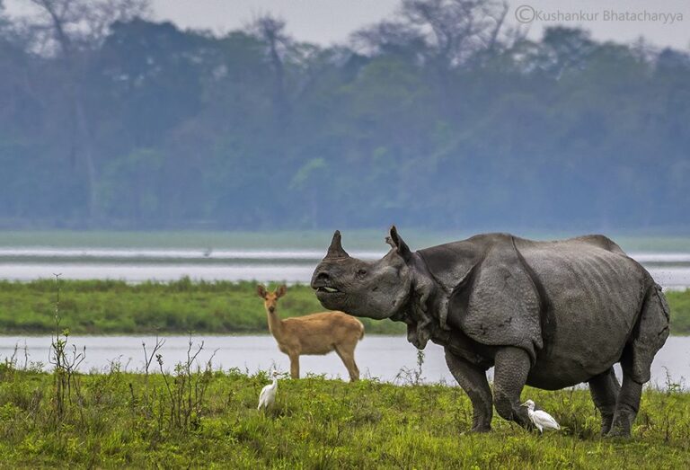 Meghalaya Assam SaveTours