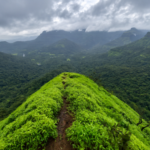Malshej Ghat Reverse waterfall Save Tours