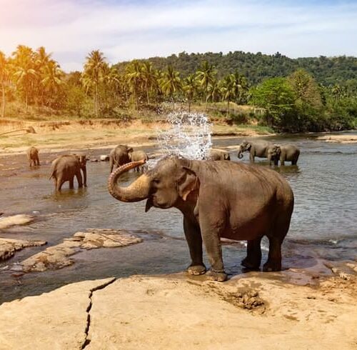 Sri Lanka Customize Tour - Save Tours