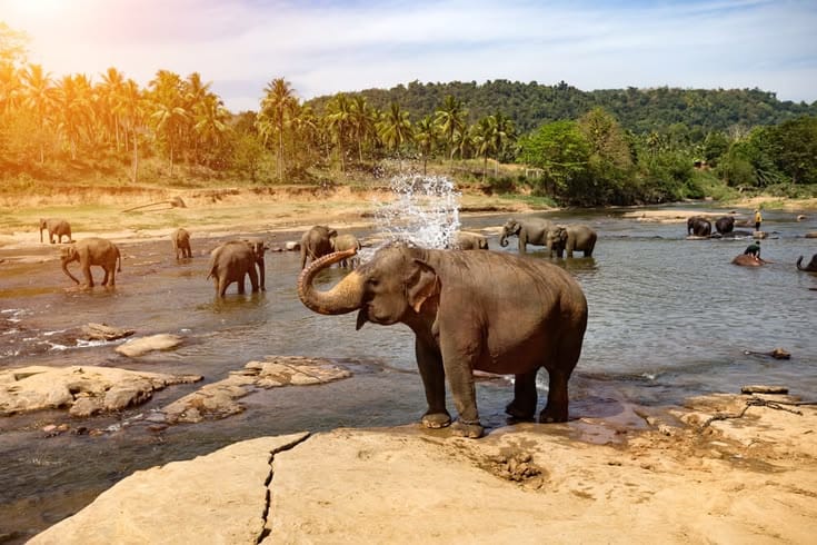 Sri Lanka Customize Tour - Save Tours