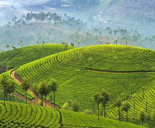 Kerala Customize Tour - Save Tours