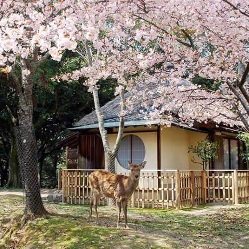 Japan Customize Tour - Save Tours