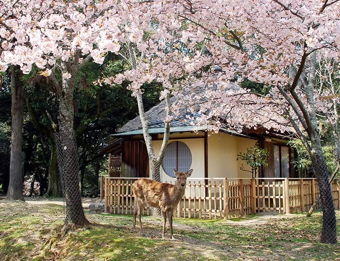 Japan Customize Tour - Save Tours