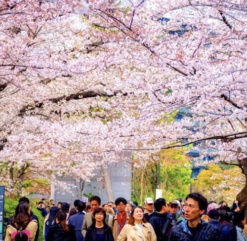 Japan Customize Tour - Save Tours