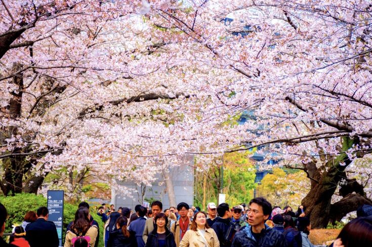 Japan Customize Tour - Save Tours