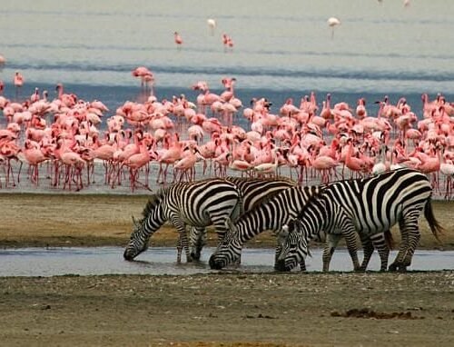 Kenya Customize Tour - Save Tours