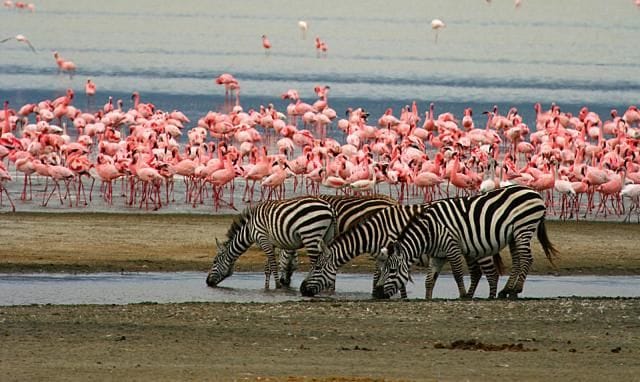 Kenya Customize Tour - Save Tours