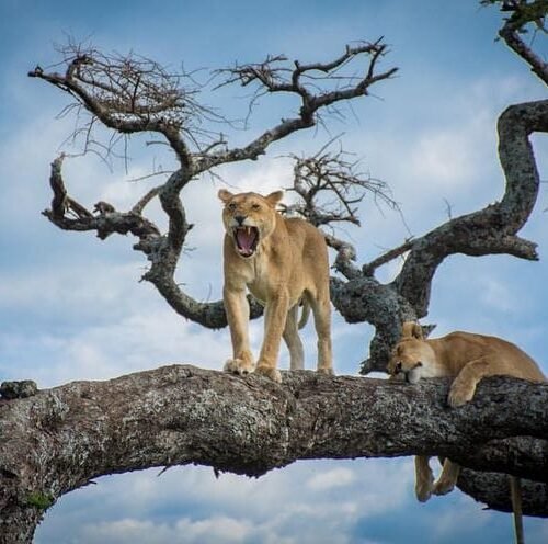 Kenya Customize Tour - Save Tours