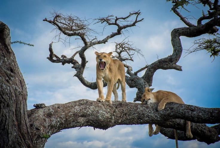 Kenya Customize Tour - Save Tours
