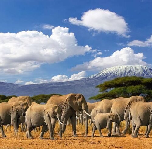 Kenya Customize Tour - Save Tours