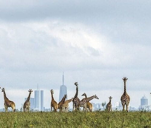 Kenya Customize Tour - Save Tours