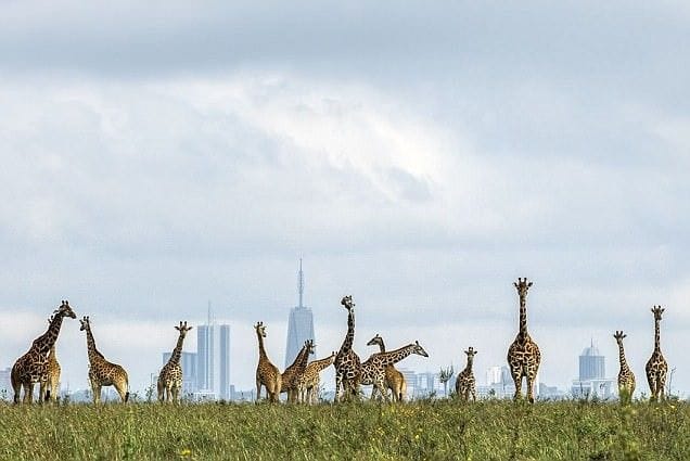 Kenya Customize Tour - Save Tours